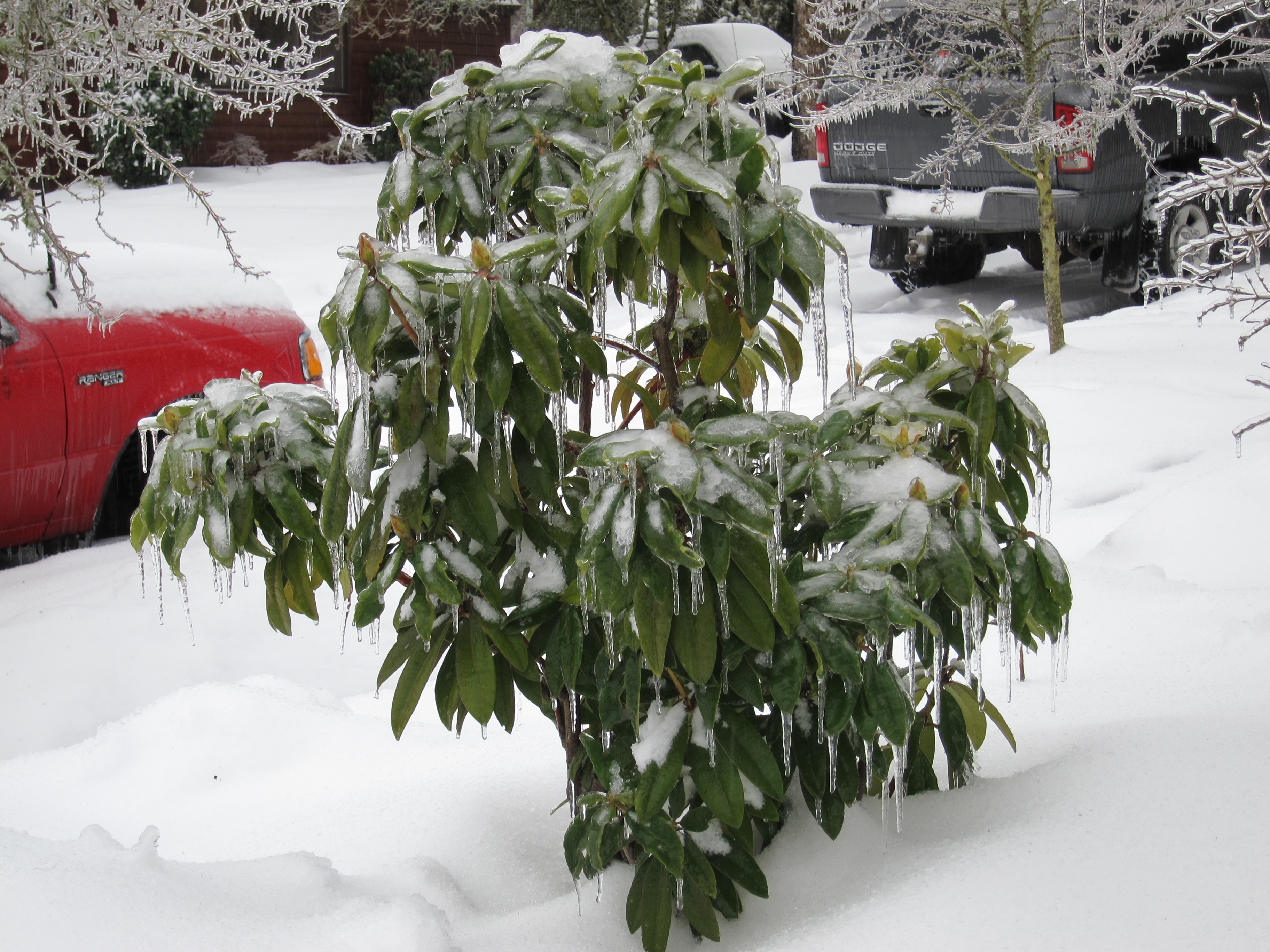 ice-covered rhododenron